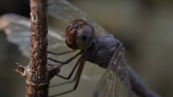 Dragonfly 'ın Büyüleyici Bakışı