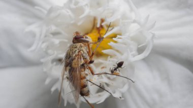 Yaşam Çemberi: Karıncalar uçan cesetlerle besleniyor