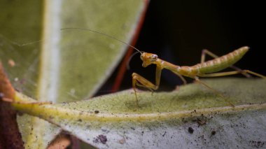 Dua eden Peygamberdevesi Avı Arıyor