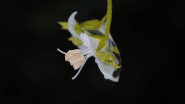 Çiy damlaları Beyaz çiçeğe tapıyor