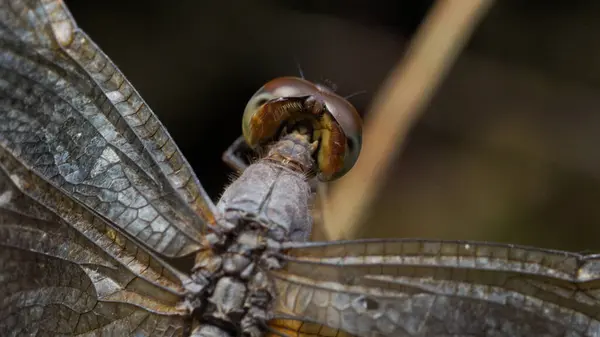 Dragonfly 'ın Büyüleyici Bakışı