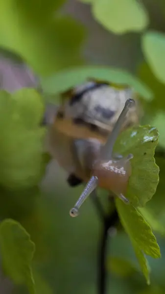 Yağmur Sonrası Yaprak Çapraz Salyangoz