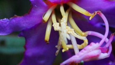 Enfes Çiçeklerin Yakın Çekimi