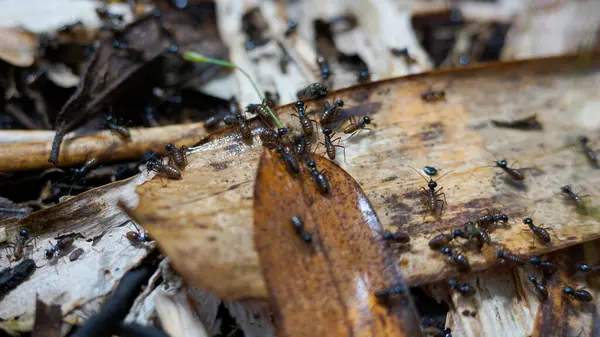 Lush Bushland 'da Siyah Karınca Kolonisi. Doğa Konsepti.