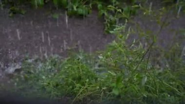 Şiddetli Sağanak: Doğanın Öfkesi Serbest Bırakıldı