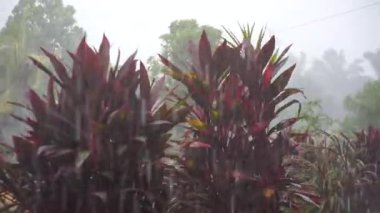 Şiddetli Sağanak: Doğanın Öfkesi Serbest Bırakıldı