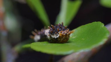 Kürklü Tırtıl Yapraklarla Ziyafet Çekiyor