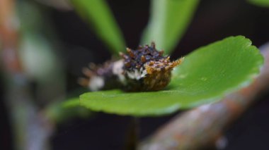 Kürklü Tırtıl Yapraklarla Ziyafet Çekiyor