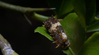 Kürklü Tırtıl Yapraklarla Ziyafet Çekiyor