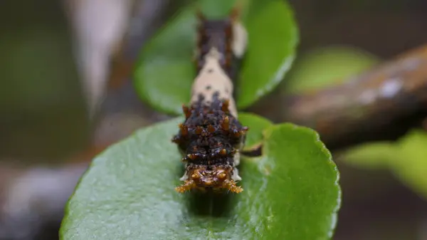 Kürklü Tırtıl Yapraklarla Ziyafet Çekiyor