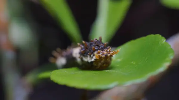 Kürklü Tırtıl Yapraklarla Ziyafet Çekiyor