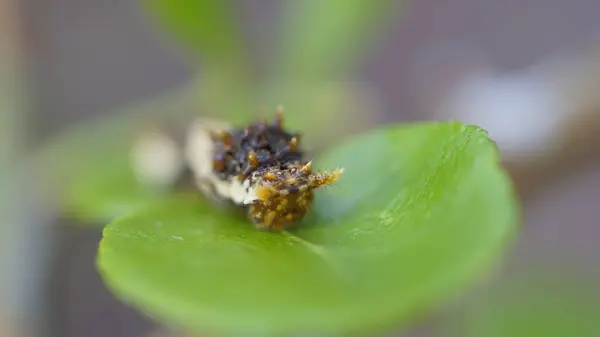 Kürklü Tırtıl Yapraklarla Ziyafet Çekiyor
