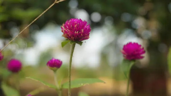 stock image Purple Flower Blooming in the Morning Sun