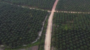 Ormanların tahrip edilmesi ve Palm Oil Plantasyonları: Yabancı Şirketlerin Yerel Ormanlar Üzerindeki Etkisi