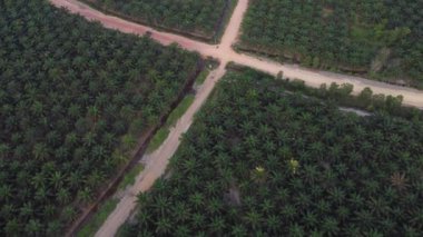 Ormanların tahrip edilmesi ve Palm Oil Plantasyonları: Yabancı Şirketlerin Yerel Ormanlar Üzerindeki Etkisi