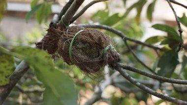 Meyve Ağacı Yetiştirme Yöntemi
