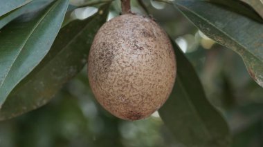 Ağaçta Olgunlaşmamış Sapodilla Meyvesi