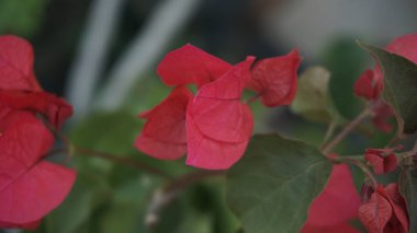 Çeşitli Renklerde Canlı Bahçe Çiçekleri