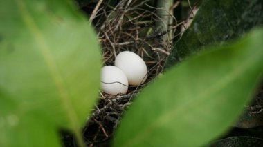 Bahçede İki Yumurtalı Kuş Yuvası