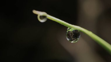 Ev Bahçesindeki Yapraklara Çiy Damlaları