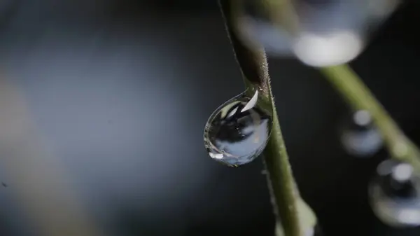 Ev Bahçesindeki Yapraklara Çiy Damlaları