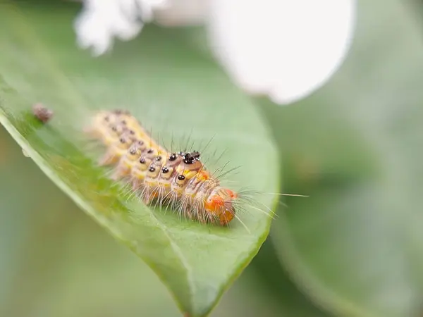 Yapraktaki Tırtıl: Yemek için hazırlanıyor