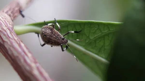 Kokmuş böcek bahçedeki bir yaprağa tünemiş.