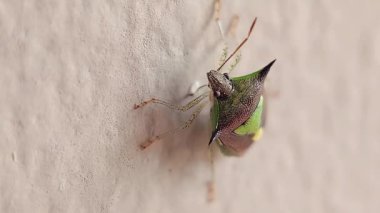 Kokmuş böcek bahçedeki bir yaprağa tünemiş.