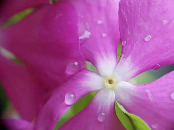 Yağmur Sonrası Çiçeklerdeki Çiy damlaları