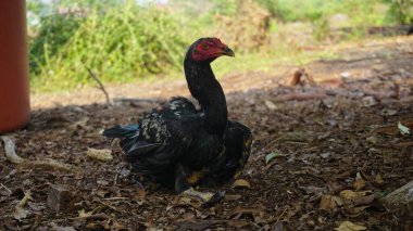 Black Rooster Roaming in the Backyard clipart