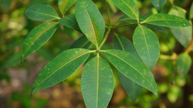 Tropikal iklimde alstonya bursu