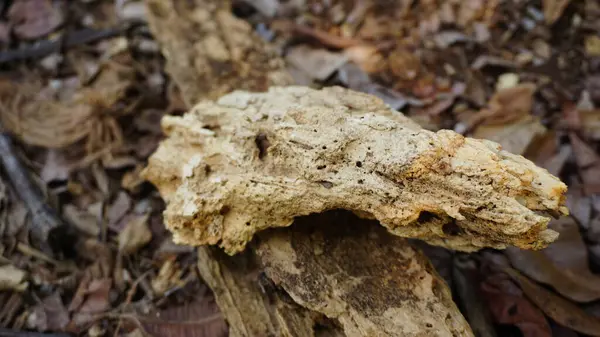 stock image Natural Raw Resin on a Tree in My Garden