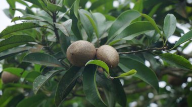 Olgunlaşmamış Sapodilla Meyvesi Ağaçta asılı