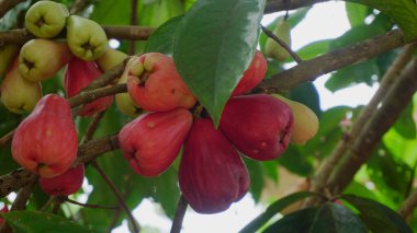 Tropikal İklimde Taze Java Elma Meyvesi Büyüyor