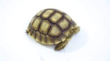 Beyaz Arkaplanda Bebek Sulcata Kaplumbağası