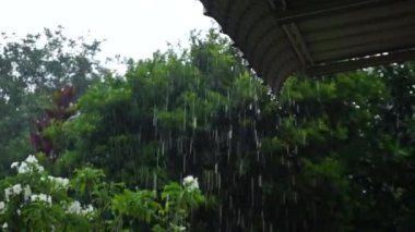 Şiddetli Yağmur Altında Yağmurlu Bitkiler