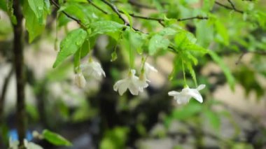 Şiddetli Yağmur Altında Yağmurlu Bitkiler