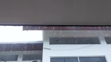 Horoz Arka Bahçede Dolaşıyor