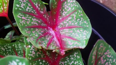 Bahçedeki Bitkiler Şiddetli Yağmurdan Sırılsıklam Olmuş