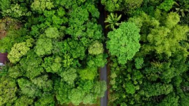 Yerel Köy Halkı Tarafından Korunan Bakire Ormanın İnsansız Hava Aracı Görüntüsü