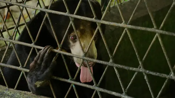 Hayvanat bahçesinin içindeki siyah ayı.