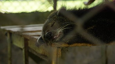 Sleeping Binturong Inside Zoo Enclosure clipart