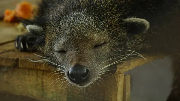Hayvanat Bahçesinin İçinde Uyuyan Binturong