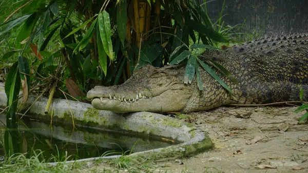 Büyük Estuarine Timsahı Hayvanat Bahçesi 'nde Pond' un Parıltısı