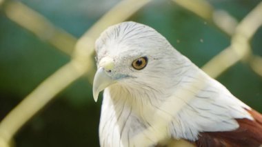 Beyaz Kartal Hayvanat Bahçesinin İçi