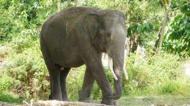 Hayvanat bahçesindeki Sumatra fili