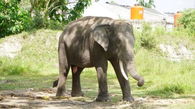 Sumatran Elephant at the Zoo clipart