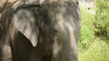 Hayvanat bahçesindeki Sumatran Fil 'in fotoğrafını kapat.