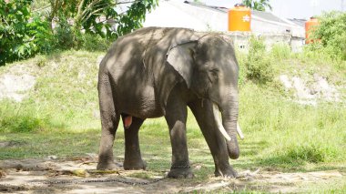 Hayvanat bahçesindeki Sumatra fili
