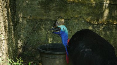 Photo of a Cassowary at the Zoo clipart